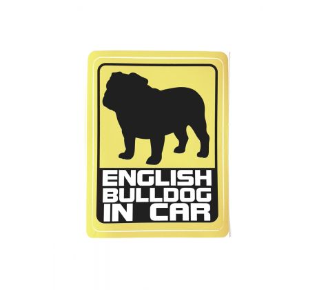ENGLISH BULLDOG IN CAR